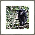 Chimpanzee Male Walking Tanzania Framed Print