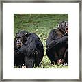 Chimpanzee Pair Interacting Gombe Stream Framed Print
