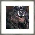 Chimpanzee Portrait Endangered Species Wildlife Rescue Framed Print