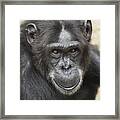 Chimpanzee Portrait Ol Pejeta Framed Print