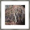 Chinese Elm Winter Light #nofilter Framed Print