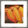 Chinese Pistachio Leaves Framed Print