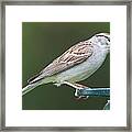 Chipping Sparrow Framed Print