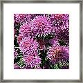 Chive Flower's Framed Print