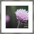 Chives Flower Macro Framed Print