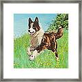 Chocolate Border Collie In Meadow Framed Print