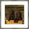 Chocolate Labrador Retriever Pups Framed Print