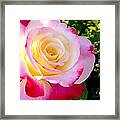 Choice Garden Rose Framed Print