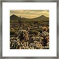 Cholla Cactus Golden Hour Framed Print