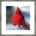 Christmas Card - Cardinal Framed Print