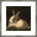 Christmas Rabbit Framed Print