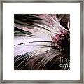 Chrysanth Framed Print