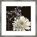 Chrysanthimum Framed Print