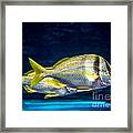 Chub Fish Framed Print