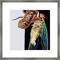 Cicada Framed Print