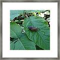 Cicada Invasion Framed Print