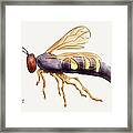 Cicada Killer Wasp Framed Print