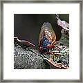 Cicada - The Red-eyed Monster Framed Print