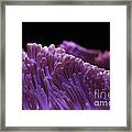 Cilia Of The Respiratory Tract Framed Print