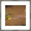 Cinnamon-chested Bee-eater Framed Print