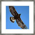 Circling Golden Eagle Framed Print