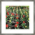 City Of Vernon Tulips Framed Print