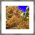 Clarks Anemonfish - Amphiprion Clarkii Framed Print