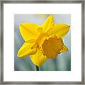 Classic Spring Daffodil Framed Print