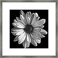 Classic White Daisy Stil Life Flower Art Print Framed Print