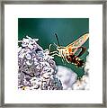 Clearwing Hummingbird Moth Framed Print