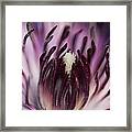 Clematis Anemone Abstract Framed Print