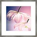 Clematis Flowers 3 Framed Print