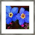 Clematis Flowers Framed Print