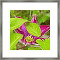 Clematis Framed Print