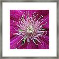 Clematis Heart Two Framed Print