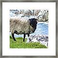 Clew Bay Sheep Framed Print