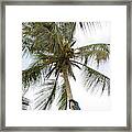 Climbing Coconut Palm Framed Print