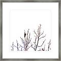 Clinging To Fragile Branches Framed Print