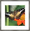 Clipper Butterfly On Flower Framed Print