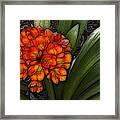 Clivia Framed Print