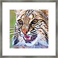 Close-up Of A Bobcat Lynx Rufus Framed Print