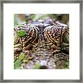 Close-up Of A Crocodiles Eyes Framed Print