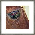 Close-up Of A Horse Eye Framed Print