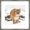 Close Up Of A Mountain Lion Framed Print