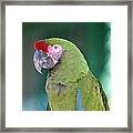 Close Up Of A Parrot Puerto Vallarta Framed Print
