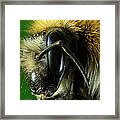 Close Up Of Bee Framed Print