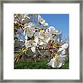 Close-up Of Blossoms On Cherry Trees Framed Print