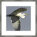 Close Up Of Great Egret In Flight Framed Print