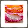 Close Up Of Pink Rose Petails Covered Dew Framed Print