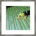 Close Up Of Red Eyed Tree Frog, Costa Framed Print